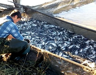 До водойм Дніпропетровщини випущено понад 50 тонн мальків риби